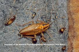 German Cockroach