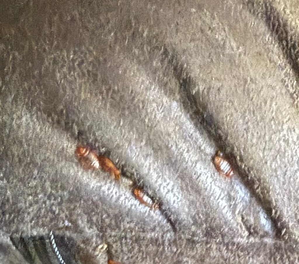 Bed Bug Removal